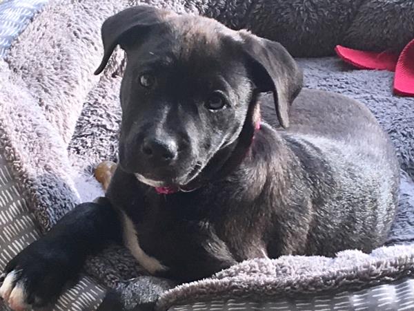 /Images/uploads/MidAmerica Rottweiler Rescue/adoptarottphotocontest/entries/10307thumb.jpg